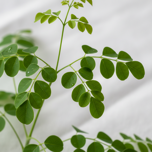 Moringa Leaf